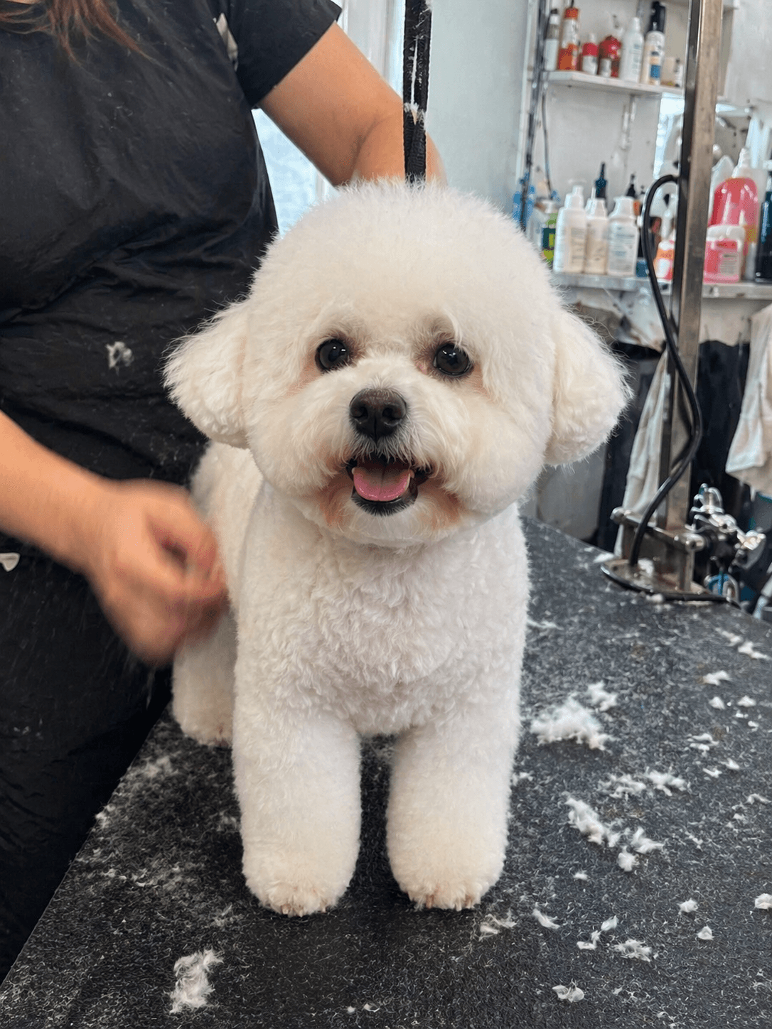 Dog after grooming
